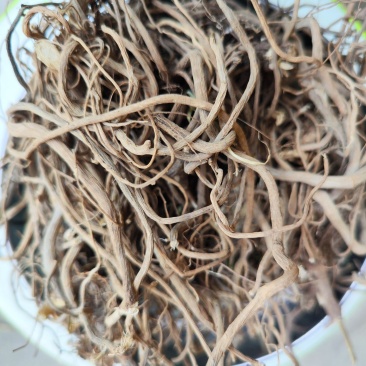 贵州野生土牛膝倒扣草柳叶牛膝一手货源产地直发