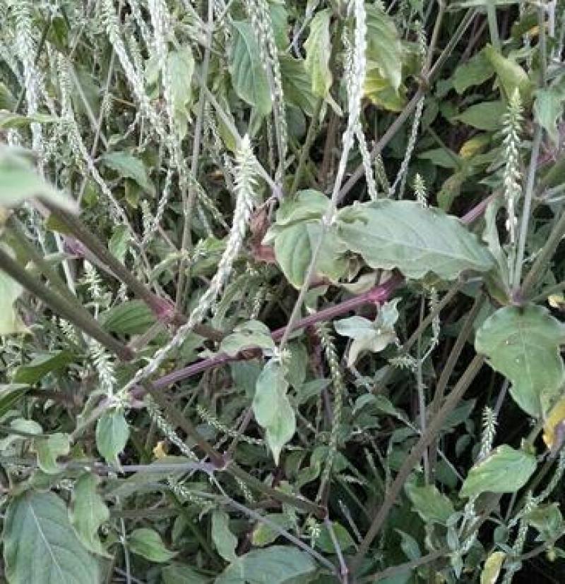 贵州野生土牛膝倒扣草柳叶牛膝一手货源产地直发