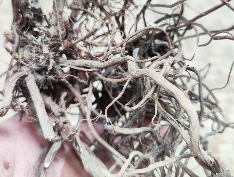 贵州野生土牛膝倒扣草柳叶牛膝一手货源产地直发