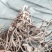 贵州野生土牛膝倒扣草柳叶牛膝一手货源产地直发