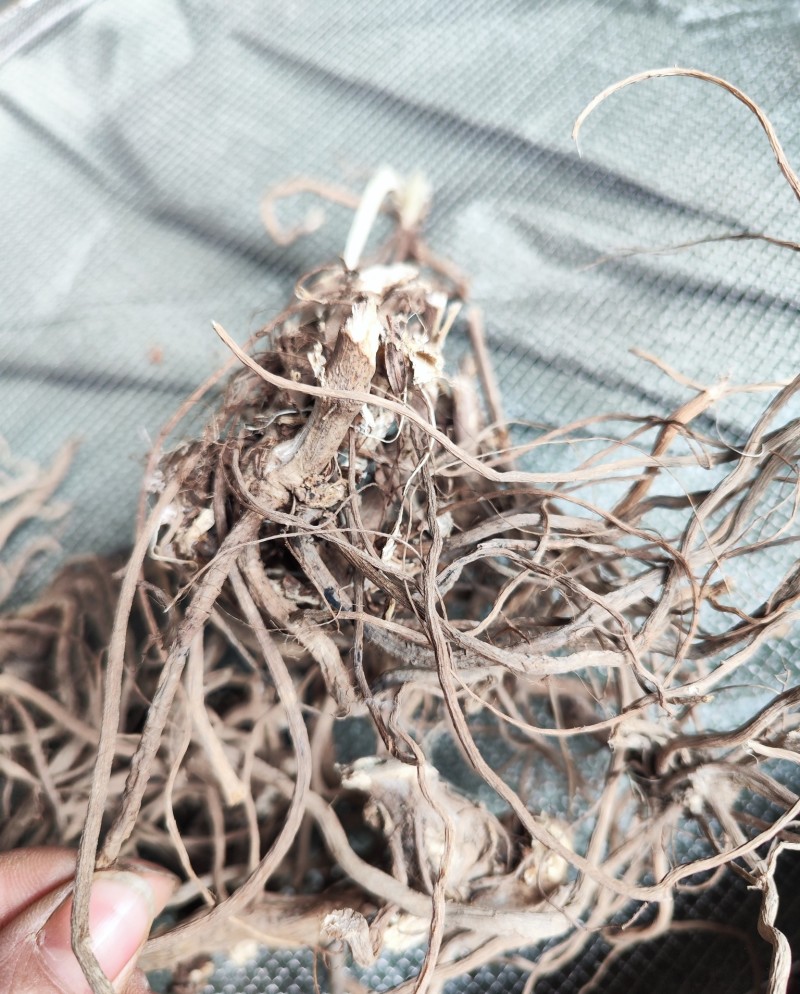 贵州野生土牛膝倒扣草柳叶牛膝一手货源产地直发