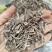 贵州野生土牛膝倒扣草柳叶牛膝一手货源产地直发