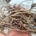 贵州野生土牛膝倒扣草柳叶牛膝一手货源产地直发
