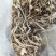 贵州野生土牛膝倒扣草柳叶牛膝一手货源产地直发