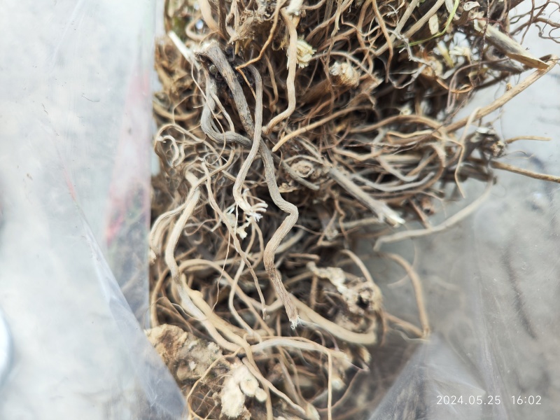 贵州野生土牛膝倒扣草柳叶牛膝一手货源产地直发