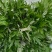 野生艾草小叶艾草清明团