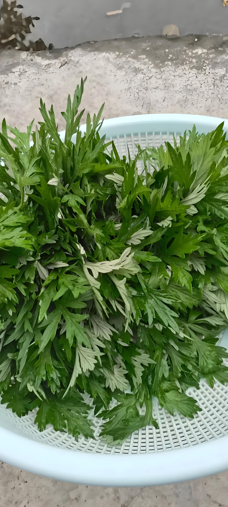 野生艾草小叶艾草清明团
