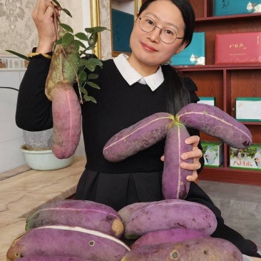 无籽八月瓜苗（真无籽贵）丁社长无籽八月瓜苗改良合作种植