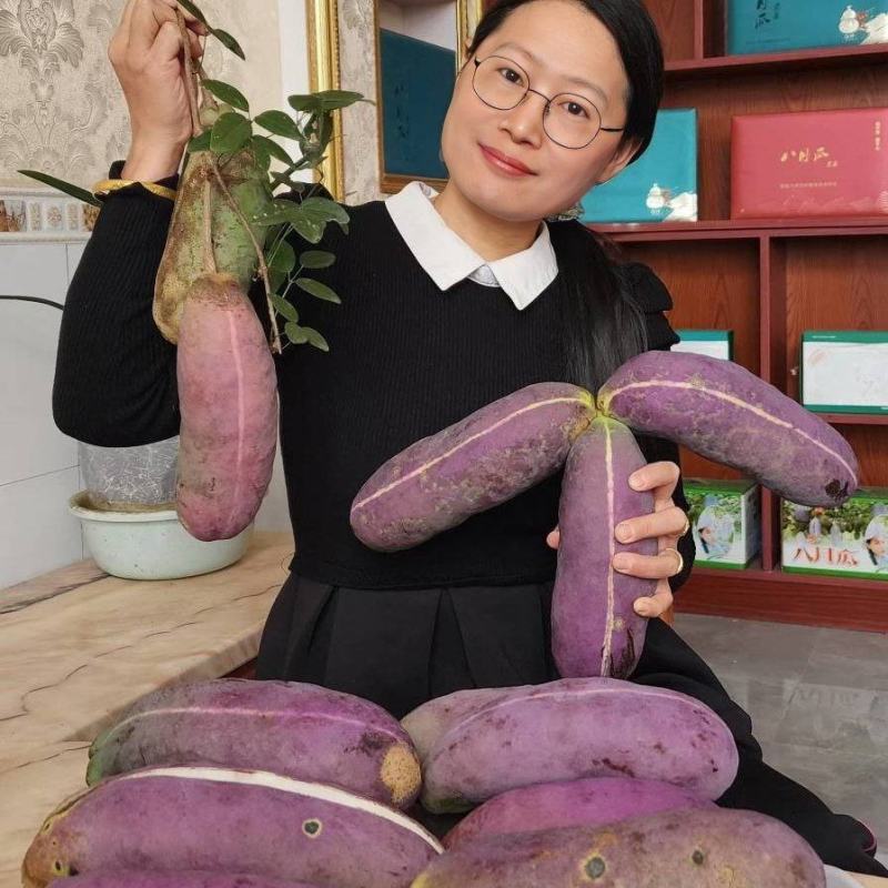 无籽八月瓜苗（真无籽贵）丁社长无籽八月瓜苗改良合作种植