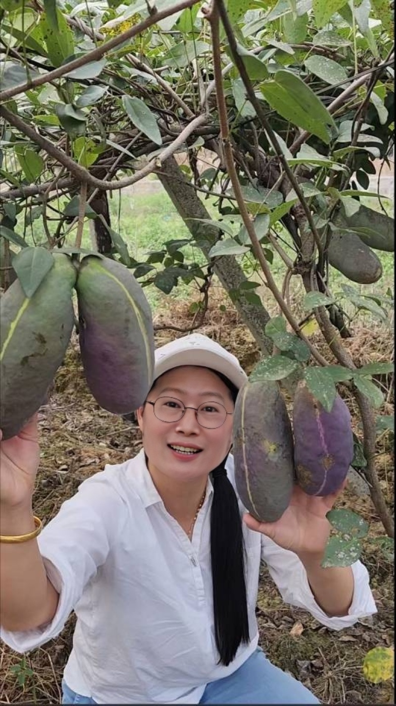 无籽八月瓜苗（真无籽贵）丁社长无籽八月瓜苗改良合作种植