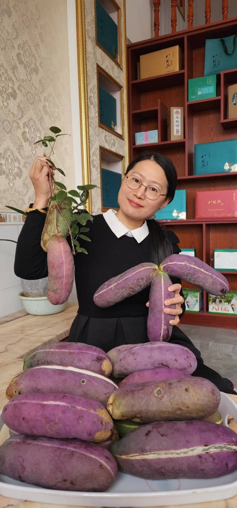无籽八月瓜苗（真无籽贵）丁社长无籽八月瓜苗改良合作种植