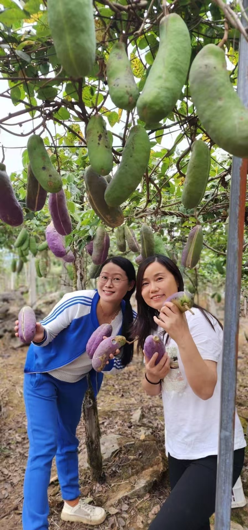 无籽八月瓜苗（真无籽贵）丁社长无籽八月瓜苗改良合作种植