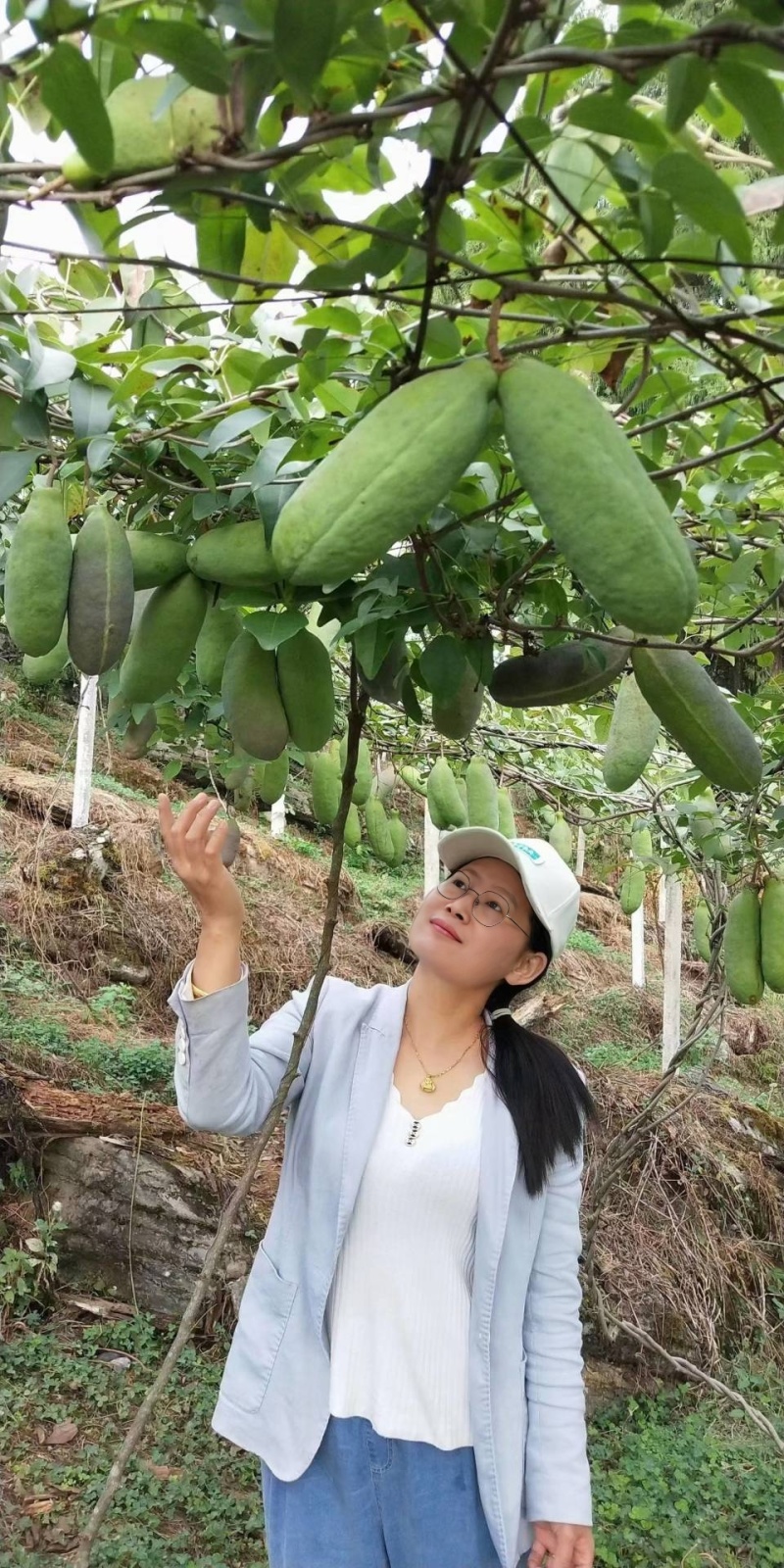 无籽八月瓜苗（真无籽贵）丁社长无籽八月瓜苗改良合作种植
