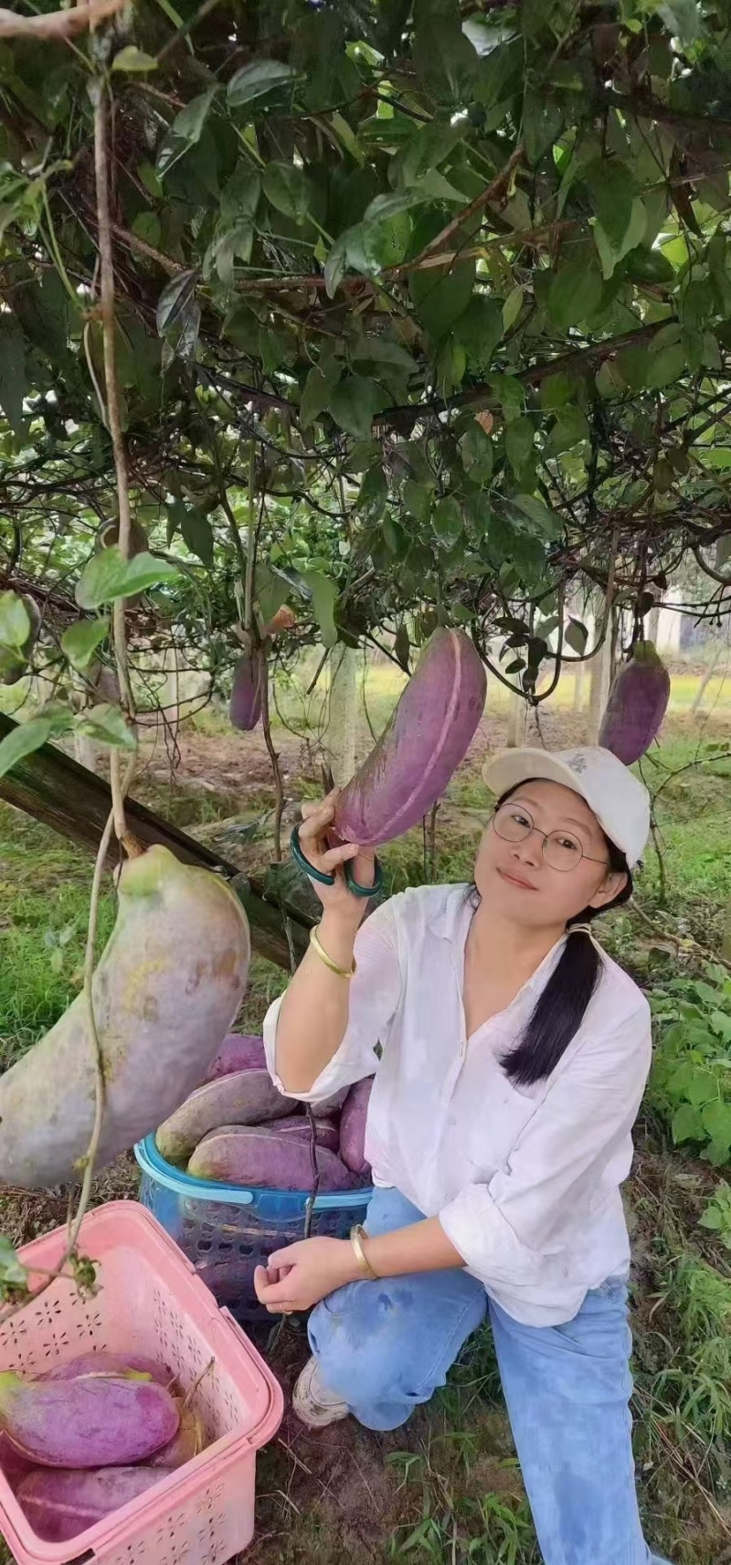 无籽八月瓜苗（真无籽贵）丁社长无籽八月瓜苗改良合作种植