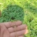 三桠苦小苗三丫苦可移植小苗三叉虎苗三叉苦