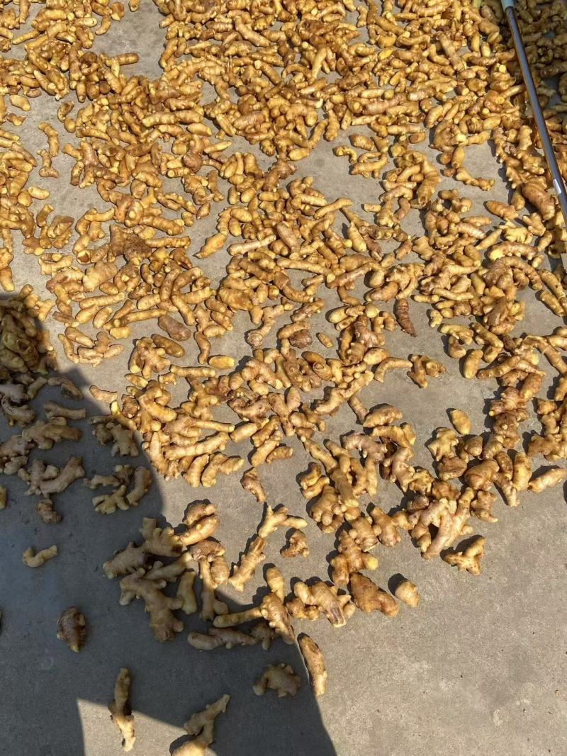 山东大黄姜精品生姜诚信经营，大量现货供应，欢迎来电