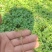 三桠苦小苗三丫苦可移植小苗三叉虎苗三叉苦