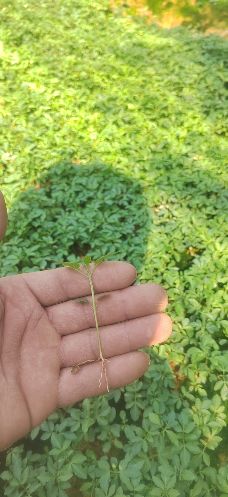 三桠苦小苗三丫苦可移植小苗三叉虎苗三叉苦