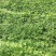 三桠苦小苗三丫苦可移植小苗三叉虎苗三叉苦