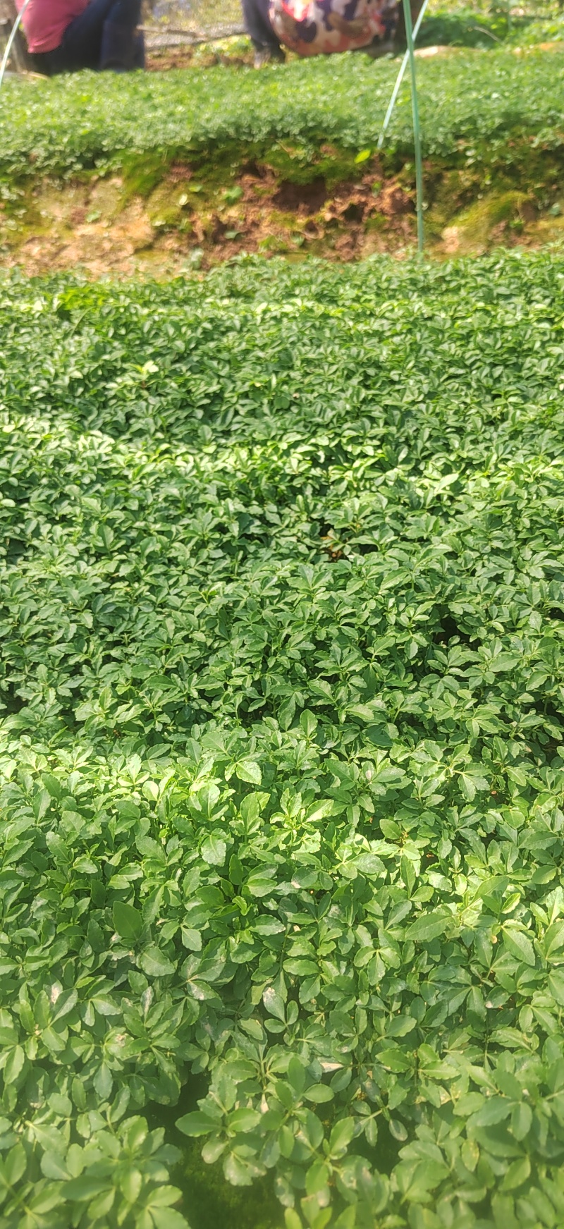 三桠苦小苗三丫苦可移植小苗三叉虎苗三叉苦