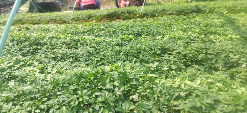 三桠苦小苗三丫苦可移植小苗三叉虎苗三叉苦
