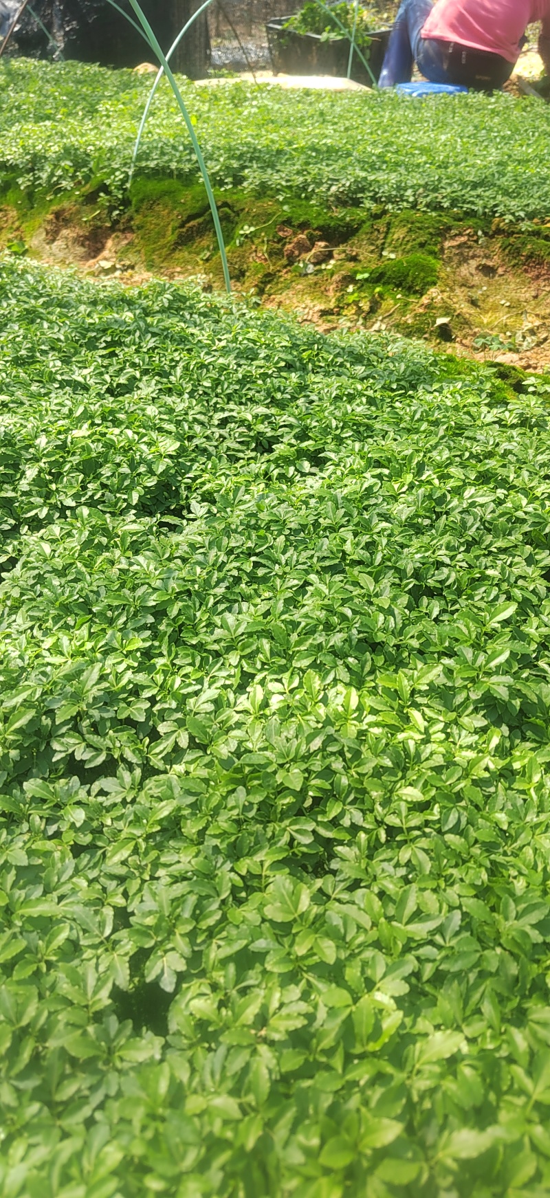 三桠苦小苗三丫苦可移植小苗三叉虎苗三叉苦