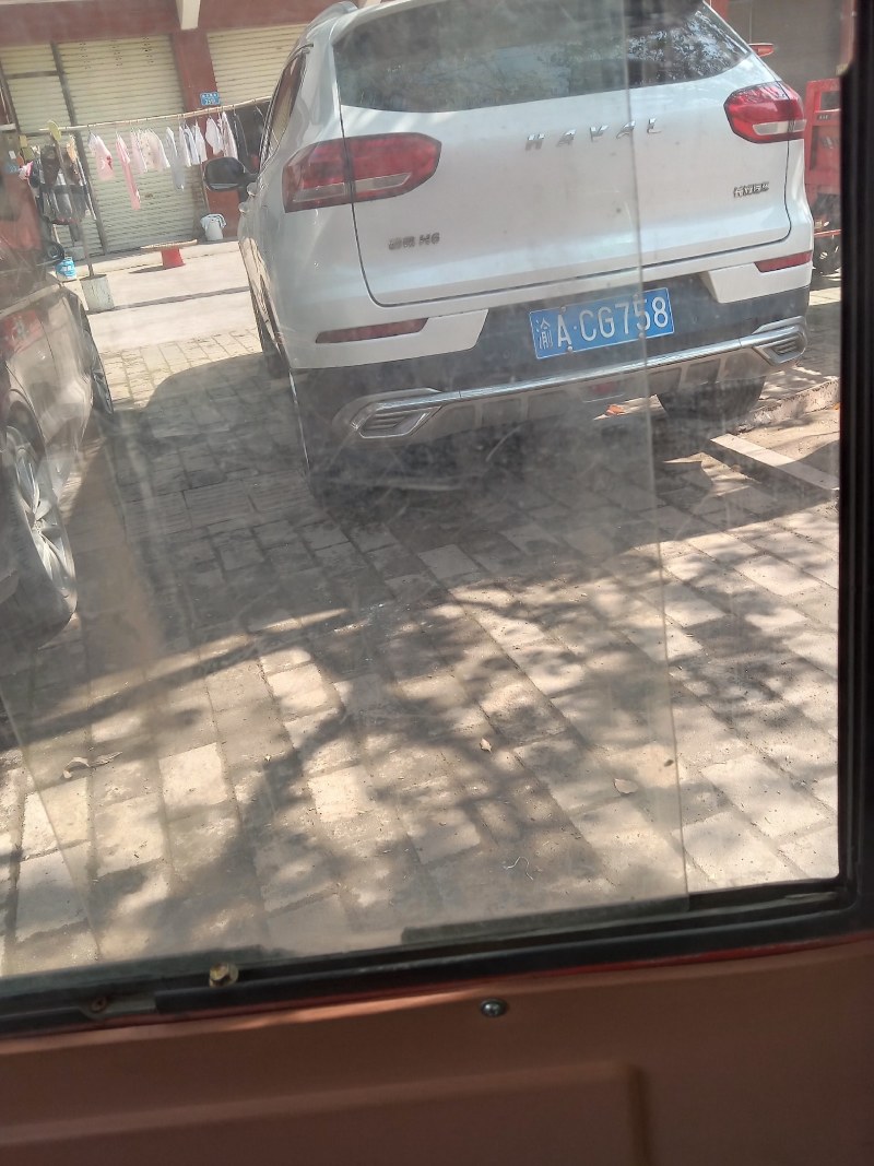 成品鲤苗