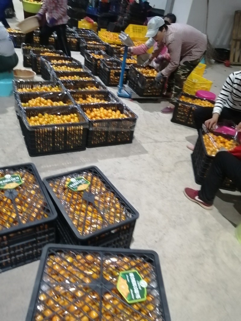 广西阳朔精品马水桔柑桔产地直发货量充足量大从优