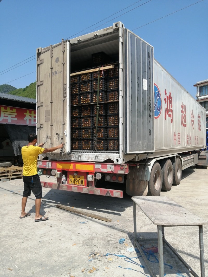 广西阳朔精品马水桔柑桔产地直发货量充足量大从优