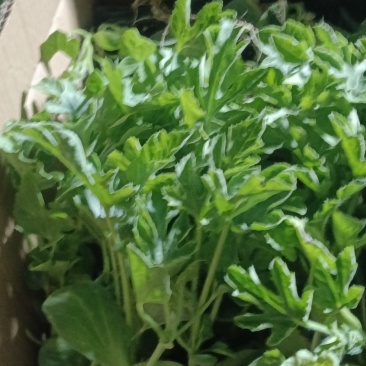 河南精品嫁接西瓜苗