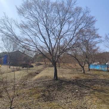 鸡爪槭