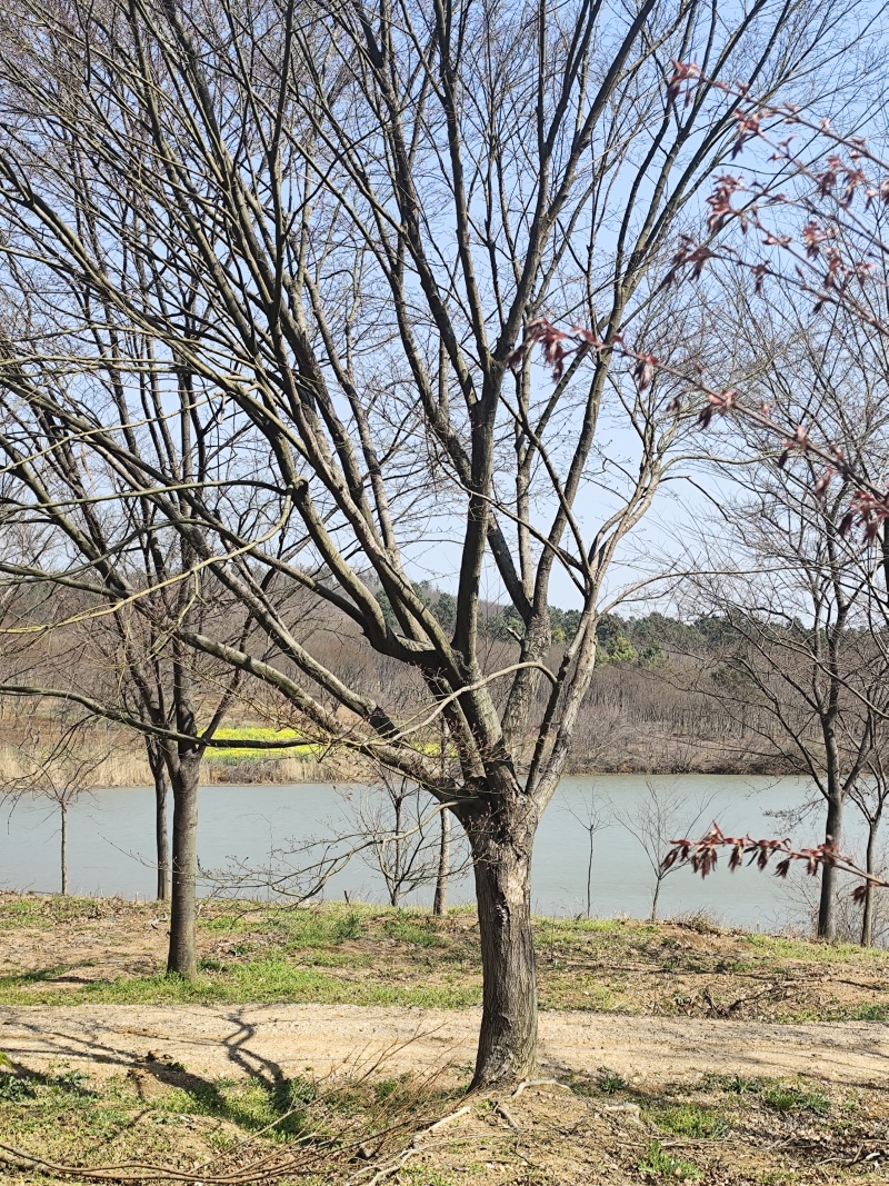 鸡爪槭