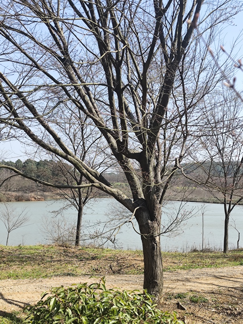 鸡爪槭