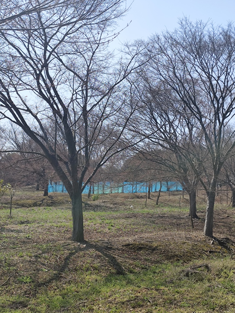 鸡爪槭