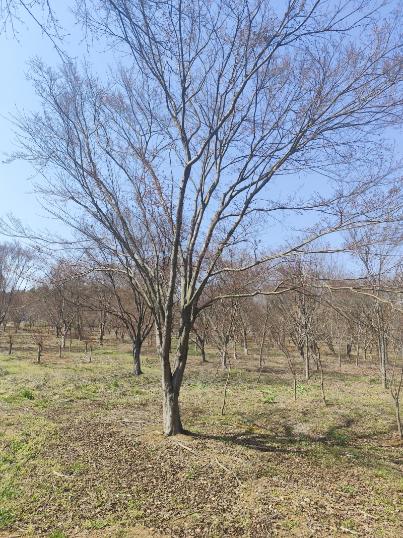 鸡爪槭