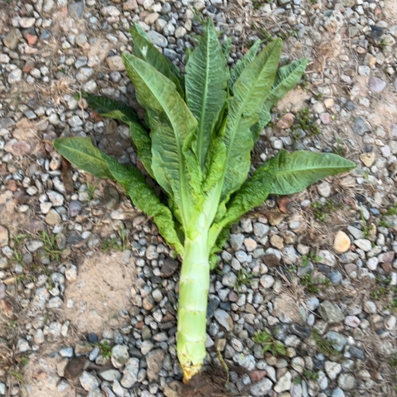 精品莴笋大棚