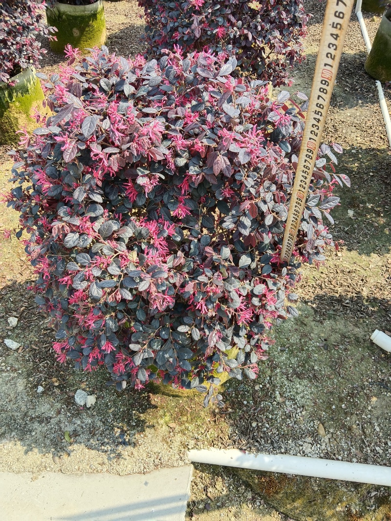 红继木，红花继木球/红花继木/基地直销便宜换米/59元棵