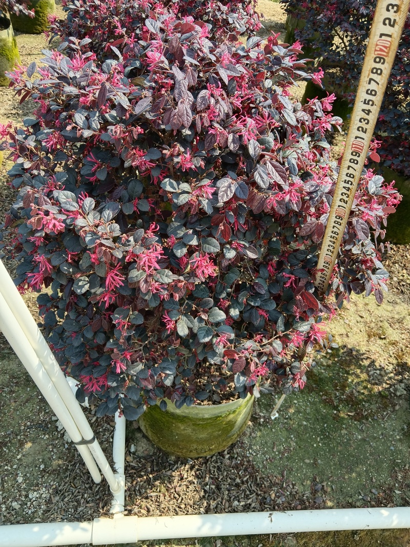 红继木，红花继木球/红花继木/基地直销便宜换米/59元棵