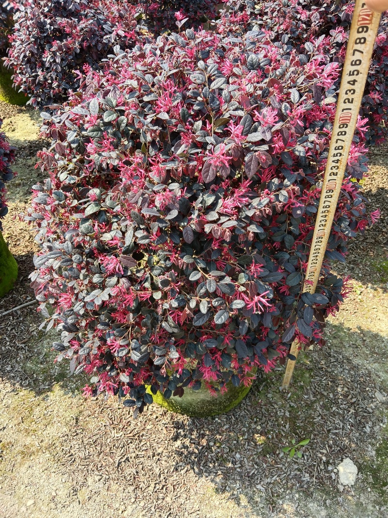 红继木，红花继木球/红花继木/基地直销便宜换米/59元棵