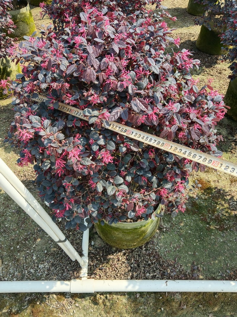 红继木，红花继木球/红花继木/基地直销便宜换米/59元棵
