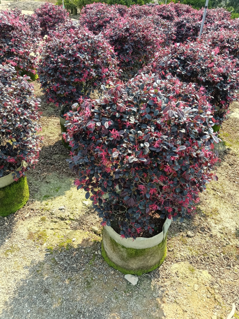 红继木，红花继木球/红花继木/基地直销便宜换米/59元棵