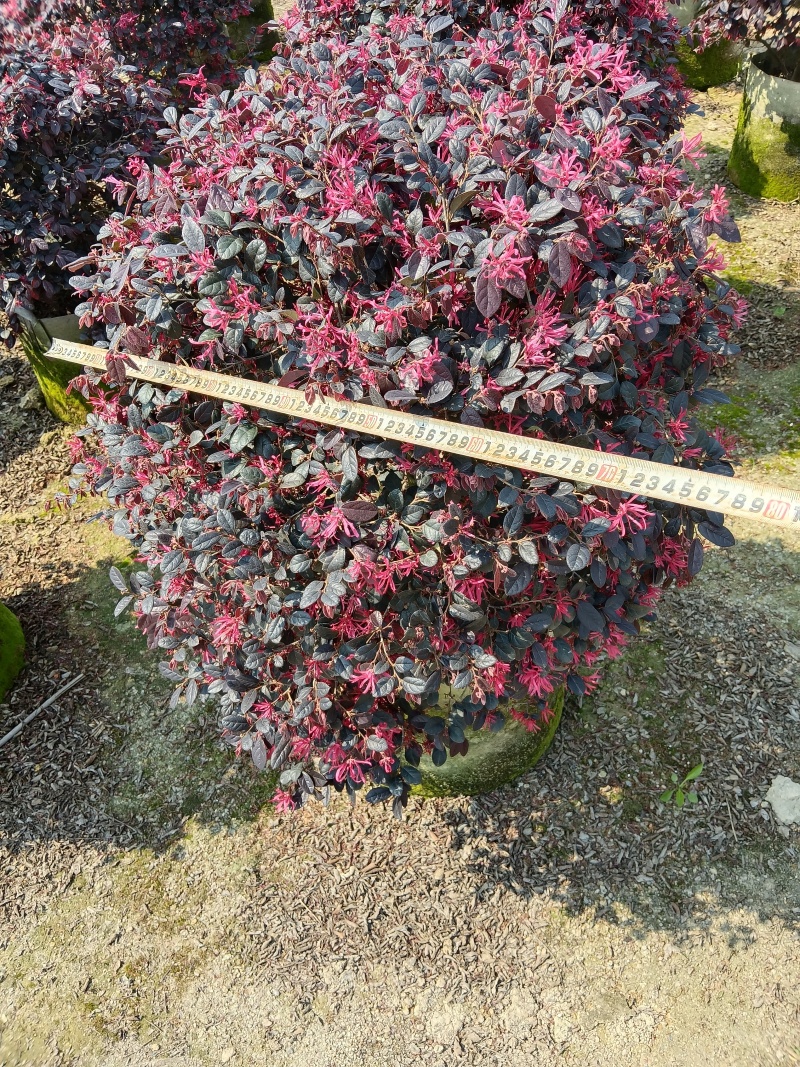 红继木，红花继木球/红花继木/基地直销便宜换米/59元棵