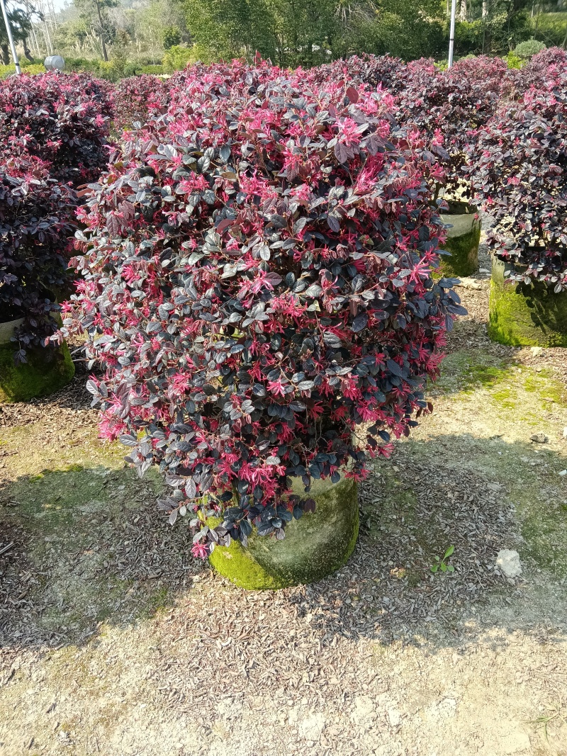 红继木，红花继木球/红花继木/基地直销便宜换米/59元棵