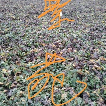 烘干紫苑，一手货源，量大从优，有需要中药材的老板请联系