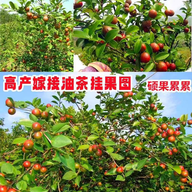广西油茶苗植生苗不嫁接优质茶油白花红皮山茶籽苗
