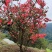 红杜鹃映山红红花树绿化树盆景树自家地里插芊的苗木国旗红杜