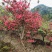 红杜鹃映山红红花树绿化树盆景树自家地里插芊的苗木国旗红杜