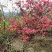 红杜鹃映山红红花树绿化树盆景树自家地里插芊的苗木国旗红杜