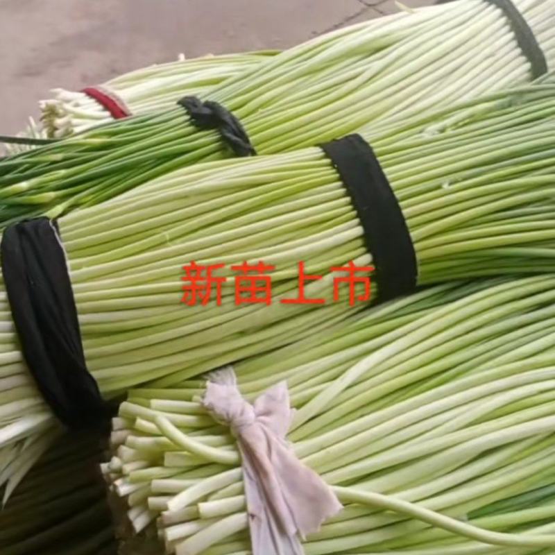 湖北枝江蒜苔大量上市中！