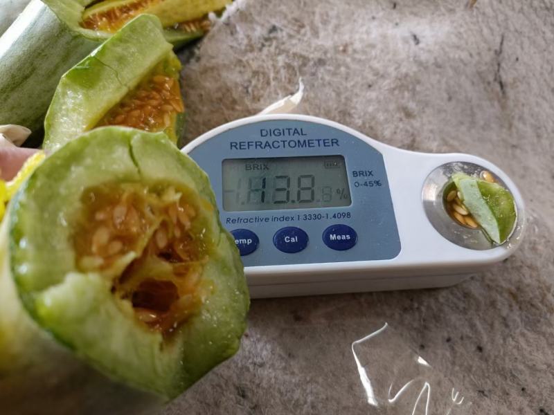 山东莘县产区博洋61上市中嚷口好口味嘎嘎甜，皮薄肉厚多汁